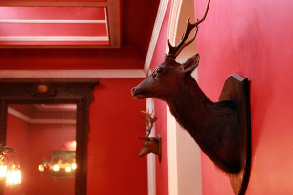 Stag in Hall